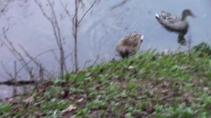 Парк-отель "Воздвиженское". Ч. 2. Территория, полдник, ужин