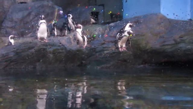 Пингвин готовится к прыжку - Siam Ocean World, Бангкок, Таиланд смотреть онлайн