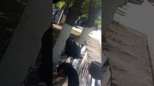 ox.mp4 смотреть онлайн