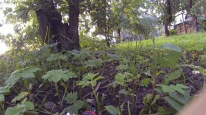 Западная Двина. Супер вид!! Падение с 500 метров.