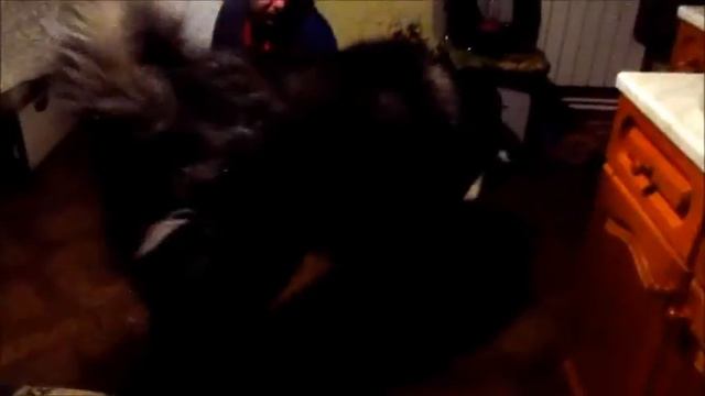 Знакомство Флеша с Сабиром (Хаски и Кавказец) смотреть онлайн