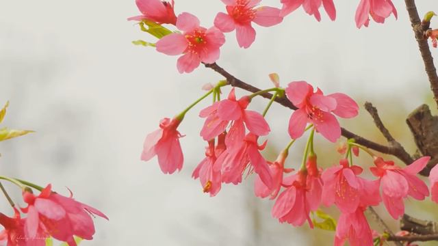 Лучшая музыка поможет снять усталость от стресса🌿успокоит нервную систему🌿#36 смотреть онлайн