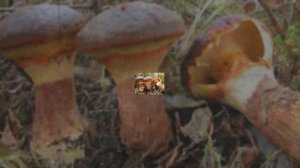 Грибы съедобные и несъедобные