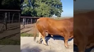 Быки Качки, 1000 кг+, Порода Лимузины.