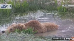 МЕДВЕДЬ  напал  на  мальчиков