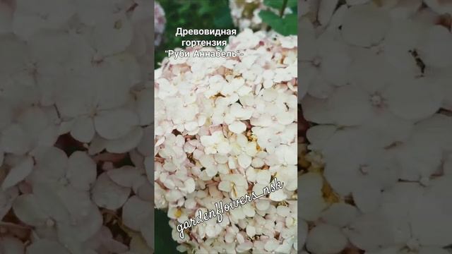 💎Древовидная гортензия "Руби Аннабель "- моя любимица,красавица🧚♀️💞