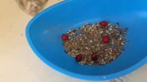 Копошилка для попугая💓 | Как ПРАВИЛЬНО сделать копошилку для попугая?