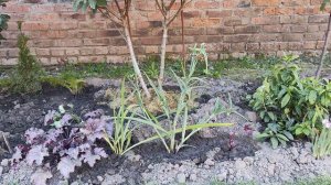 Грандиозные переделки и пересадки в саду😀Роза Френези,гортензии,барбарисы...