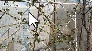 Хотите чтобы ваша плетистая роза цвела также?  Подвязка роз методом  Сиссингхерст.