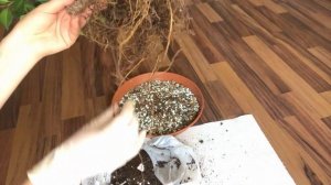 Подготовка подходящего субстрата для БОНСАЙ, обрезка корней. Пересадка Бонсай