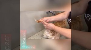 Груминг Вельш Корги Пемброка