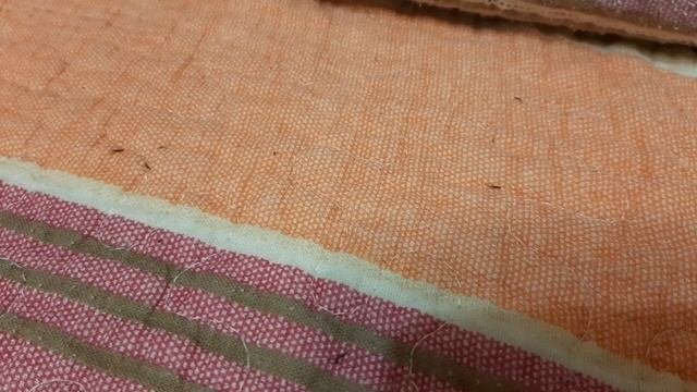личинки блох будущие блохи после кошки расьросала белие крупинки 'прошло 10дней 20 и вот результат'