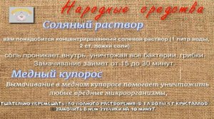 Чем и как обработать чеснок перед посадкой