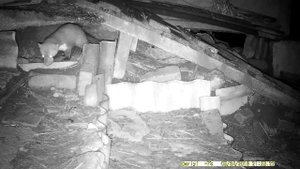 Каменная куница ворует утиные яйца. Поймаю грохну куницу.