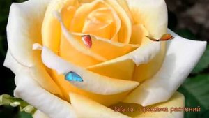 Роза чайно-гибридная Казанова (rose casanova casanova) ? обзор: как сажать, саженцы розы Казанова