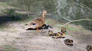 10 most beautiful duck in the world || mandarin duck & wood duck || Nature Beauty