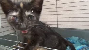 Котёнок с травмой глаза