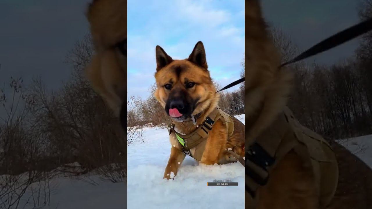 Yoll's добрый Stream. Вертикальное!