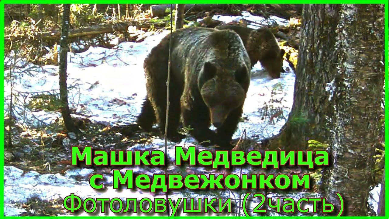 Машка Медведица с медвежонком Фотоловушки (2 часть)