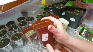 Сею семена томатов для дальнейших экспериментов.