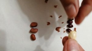 Лабораторная работа "Строение семян". Семена фасоли