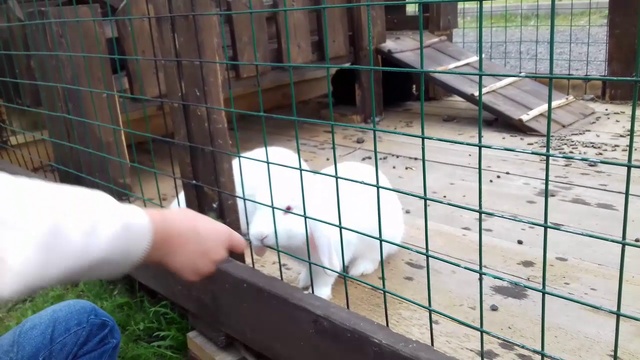 ЭКОТУРИЗМ/Завтрак в Хозяйстве ФЕРМЕР/Путешествия по России 2018/деревня Доможирово смотреть онлайн