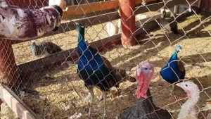 Ферма Русский Страус под Серпуховым – место общения и отдыха с эму, страусами и другими животными.