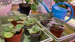 ЧЕМ ПОЛИТЬ Фиалки? СЕКРЕТ МОЩНЫХ КОРНЕЙ! + нюансы для Зимы???