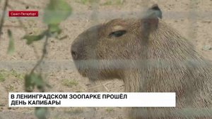 В Ленинградском зоопарке прошел День капибары