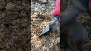 Черенкование гортензии одревесневшими черенками с результатом