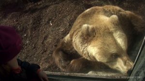 Лицом к лицу с медведем / Face to face with a bear