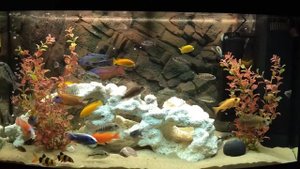 Аквариум с цихлидами