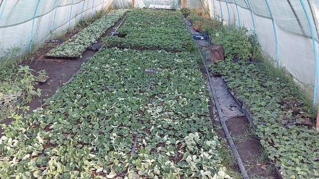 Правильный полив для укоренения клубники,бюджетный рассадник из дерева и недостатки теплицы смотреть онлайн