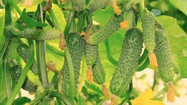 Рекламный блок  Шоп 28.08.21