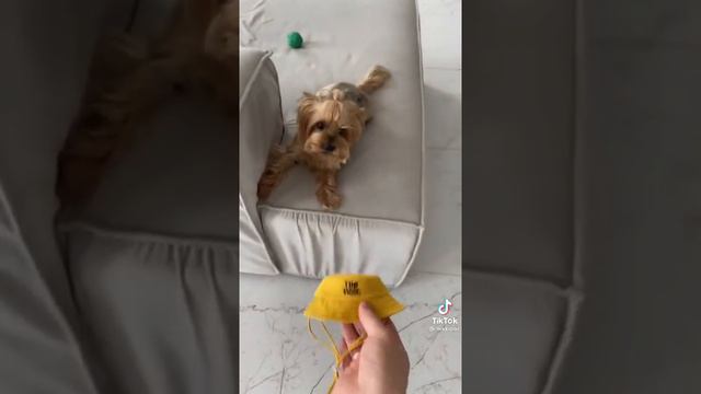 У Мики новая шапка ну как вам🐶💗