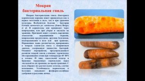 Болезни вредители столовой моркови