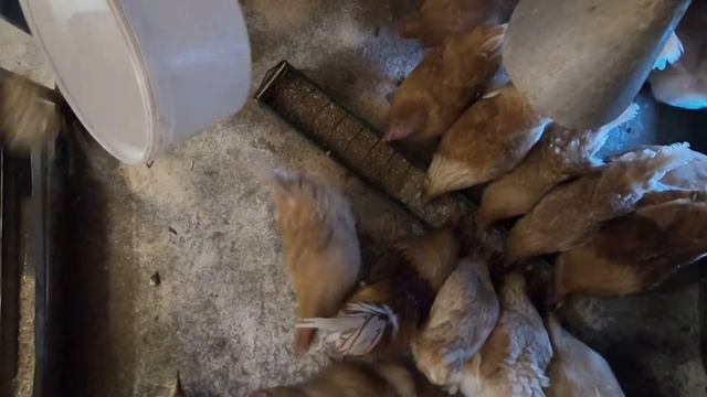 Мини мясные куры смотреть онлайн