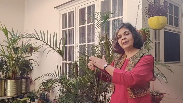 7 Tips for Complete Maintenance of Areca Palm | Best Oxygen Giving Plant смотреть онлайн