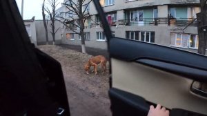 Дворняга Укусила Меня! Кормим Бездомных собак и кошек