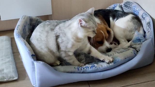 Каждый вечер перед сном моя кошка делает это... смотреть онлайн