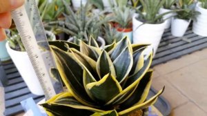 Sansevieria hahnii jade marginata, Black star