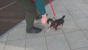 Занятие в группе по дрессировке (начальное послушание). Тольятти, 9 декабря 2018.