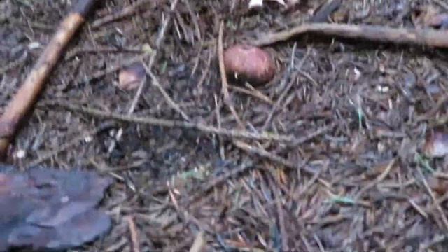 Houby - Hvězdovka límečková (Geastrum striatum) смотреть онлайн