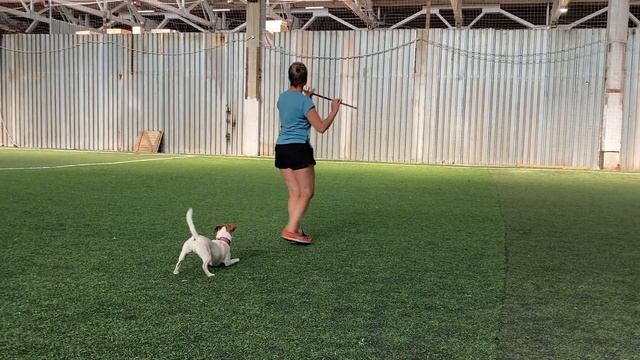 Как научить собаку командам Дрессировка собаки Танцы с собакой Терра. № 1. Элементы 29.08.2022 г. смотреть онлайн