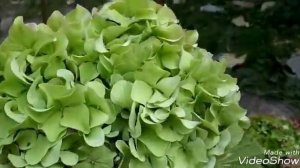 Октябрь 2018.Обрезка крупнолистной гортензии.