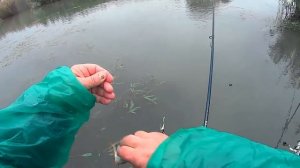 Окунь на живца.