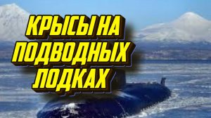 Были Ли Когда-то Крысы На Советских Подводных Лодках