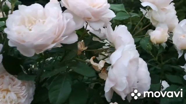 Когда у нас красиво в сердце, цветами все цветет вокруг! Хорошего Вам настроения! смотреть онлайн