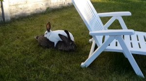 смешно! спаривание кроликов. Животные Крис