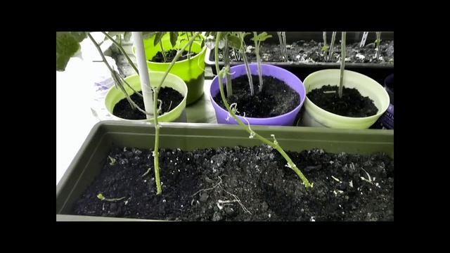 Сорт огурца Балконный -мой опыт выращивания. смотреть онлайн